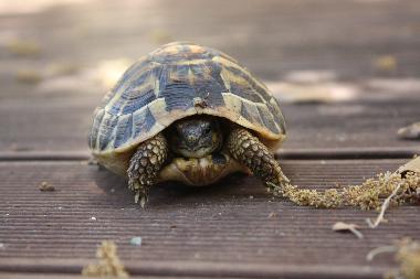 Maison de vacances �/en/au Travo (Haute-Corse)ou appartement ou maison de vacances