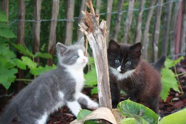 Maison de vacances �/en/au Travo (Haute-Corse)ou appartement ou maison de vacances