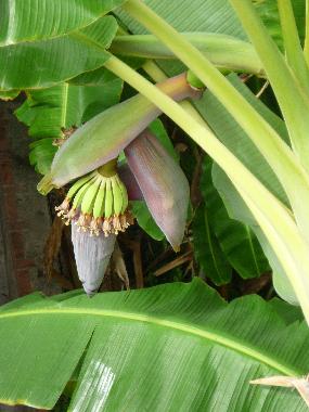 Les bananes du jardin