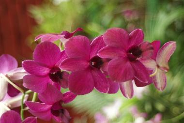 Villa �/en/au Rekawa (Matara)ou appartement ou maison de vacances