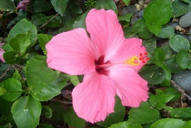 Appartement de vacances �/en/au Villa Maio (Maio)ou appartement ou maison de vacances