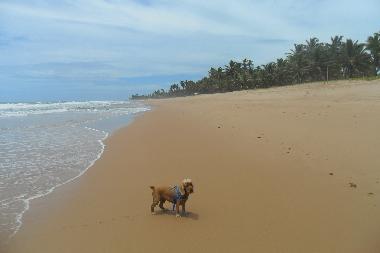 Maison de vacances �/en/au Salvador (Bahia)ou appartement ou maison de vacances