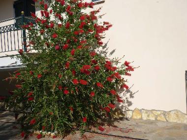 Appartement de vacances �/en/au Sivota, thesprotias (Thesprotia)ou appartement ou maison de vacances