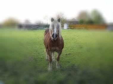 Maison de vacances /en/au Brugge/Oedelem (Flandre)ou appartement ou maison de vacances