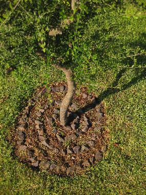 Maison de vacances /en/au Golfo Aranci (Olbia-Tempio)ou appartement ou maison de vacances