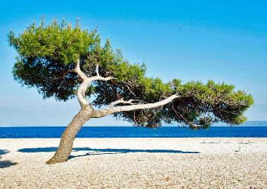 Appartement de vacances /en/au Island of Brac -Bol (Splitsko-Dalmatinska)ou appartement ou maison de vacances