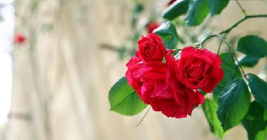 Appartement de vacances /en/au Impruneta (Firenze)ou appartement ou maison de vacances