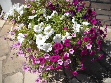 Appartement de vacances /en/au Castellana Grotte (Bari)ou appartement ou maison de vacances