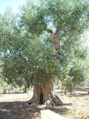 Appartement de vacances /en/au Castellana Grotte (Bari)ou appartement ou maison de vacances