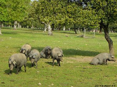 Maison de vacances �/en/au campillo de azaba (Salamanca)ou appartement ou maison de vacances