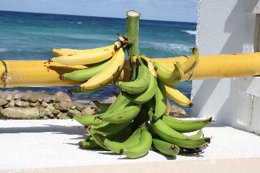 Maison de vacances �/en/au Montego Bay (Saint James)ou appartement ou maison de vacances
