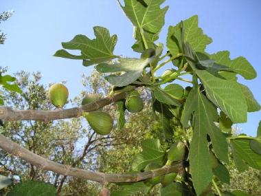 Appartement de vacances �/en/au Korcula-Brna (Dubrovacko-Neretvanska)ou appartement ou maison de vacances