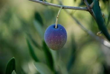 Appartement de vacances �/en/au Korcula-Brna (Dubrovacko-Neretvanska)ou appartement ou maison de vacances