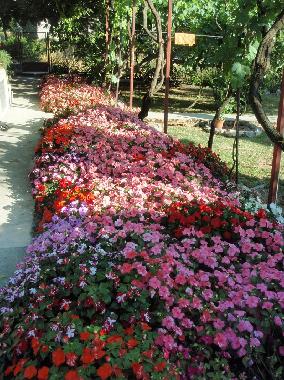 Maison de vacances /en/au Biograd na moru (Zadarska)ou appartement ou maison de vacances