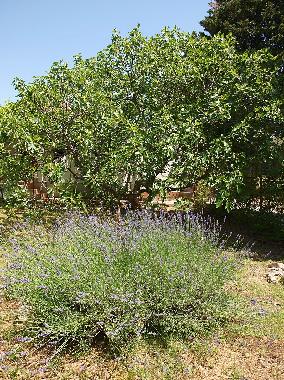 Maison de vacances /en/au Biograd na moru (Zadarska)ou appartement ou maison de vacances