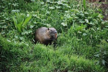 Maison de vacances �/en/au Yesod Hama`ala - upper Galilee (HaZafon (Northern))ou appartement ou maison de vacances