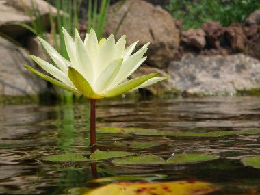 Appartement de vacances /en/au saint etienne de serres (Ardche)ou appartement ou maison de vacances