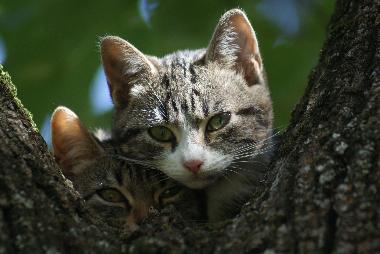 Appartement de vacances /en/au saint etienne de serres (Ardche)ou appartement ou maison de vacances