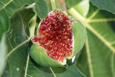 Appartement de vacances /en/au saint etienne de serres (Ardche)ou appartement ou maison de vacances