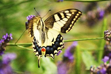 Appartement de vacances /en/au saint etienne de serres (Ardche)ou appartement ou maison de vacances
