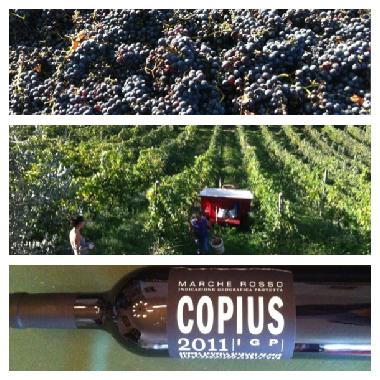 Chambre avec petit djeuner /en/au Montottone (Ascoli Piceno)ou appartement ou maison de vacances