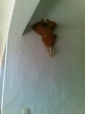 Appartement de vacances /en/au Lagos (Algarve)ou appartement ou maison de vacances