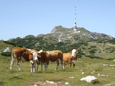 Maison de vacances /en/au Ntsch (Oberkrnten)ou appartement ou maison de vacances