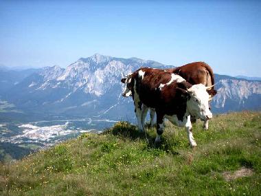 Maison de vacances /en/au Ntsch (Oberkrnten)ou appartement ou maison de vacances