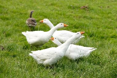 Appartement de vacances /en/au Oersberg (Ostsee-Festland)ou appartement ou maison de vacances