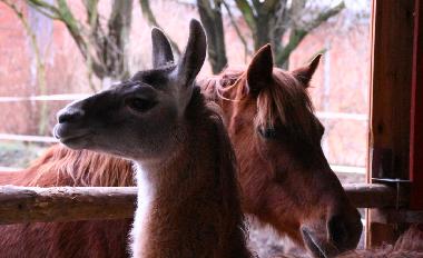 Appartement de vacances /en/au Oersberg (Ostsee-Festland)ou appartement ou maison de vacances