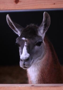 Appartement de vacances /en/au Oersberg (Ostsee-Festland)ou appartement ou maison de vacances