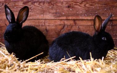 Appartement de vacances /en/au Oersberg (Ostsee-Festland)ou appartement ou maison de vacances