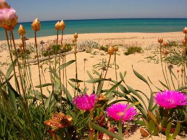 Appartement de vacances /en/au Badesi (Olbia-Tempio)ou appartement ou maison de vacances