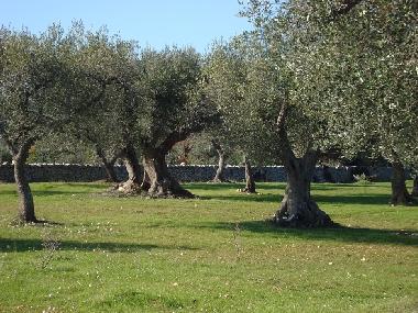 Maison de vacances �/en/au Castellana Grotte (Bari)ou appartement ou maison de vacances