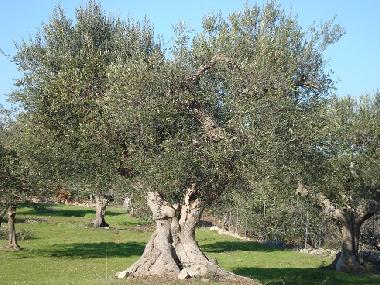 Maison de vacances �/en/au Castellana Grotte (Bari)ou appartement ou maison de vacances