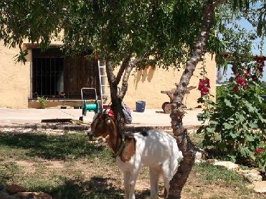 Appartement de vacances �/en/au Benicarl� (Castell�n / Castell�)ou appartement ou maison de vacances