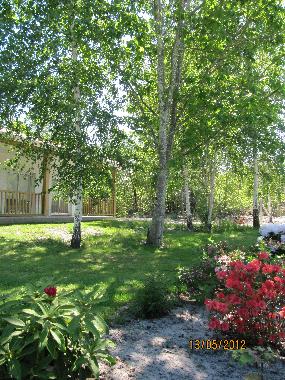 Ch�nes et bouleaux