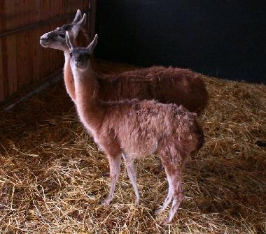 Appartement de vacances �/en/au Oersberg (Ostsee-Festland)ou appartement ou maison de vacances