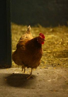 Appartement de vacances �/en/au Oersberg (Ostsee-Festland)ou appartement ou maison de vacances