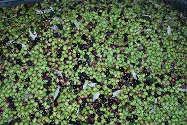 Villa �/en/au Sami (Kefallinia)ou appartement ou maison de vacances