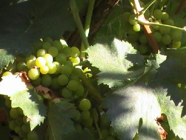 Villa �/en/au Policoro (Matera)ou appartement ou maison de vacances