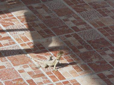 Maison de vacances /en/au Statos Agios Fotios (Paphos)ou appartement ou maison de vacances