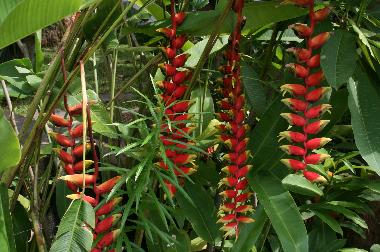 Villa �/en/au Kerobokan (Bali)ou appartement ou maison de vacances