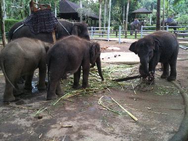 Villa �/en/au Kerobokan (Bali)ou appartement ou maison de vacances