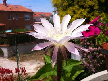 Appartement de vacances /en/au Pula (Istarska)ou appartement ou maison de vacances