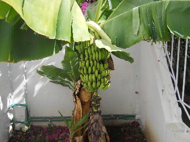 Villa �/en/au Tanger (Tanger)ou appartement ou maison de vacances