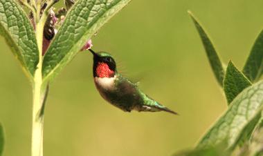 Maison de vacances �/en/au SOUTH PINETTE (Prince Edward Island)ou appartement ou maison de vacances