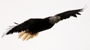 Maison de vacances �/en/au SOUTH PINETTE (Prince Edward Island)ou appartement ou maison de vacances