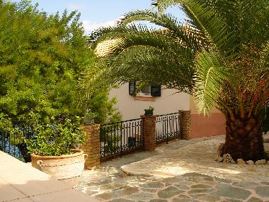 Terrace with palm tree