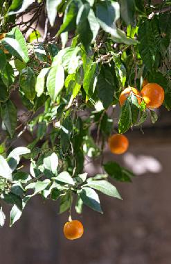 Appartement de vacances /en/au Dubrovnik (Croatie)ou appartement ou maison de vacances